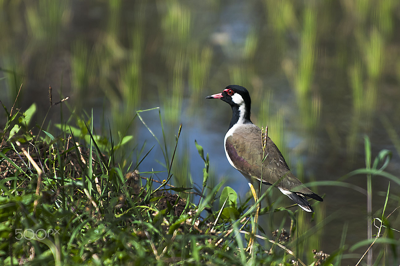 Nikon D80 sample photo. Bird photography