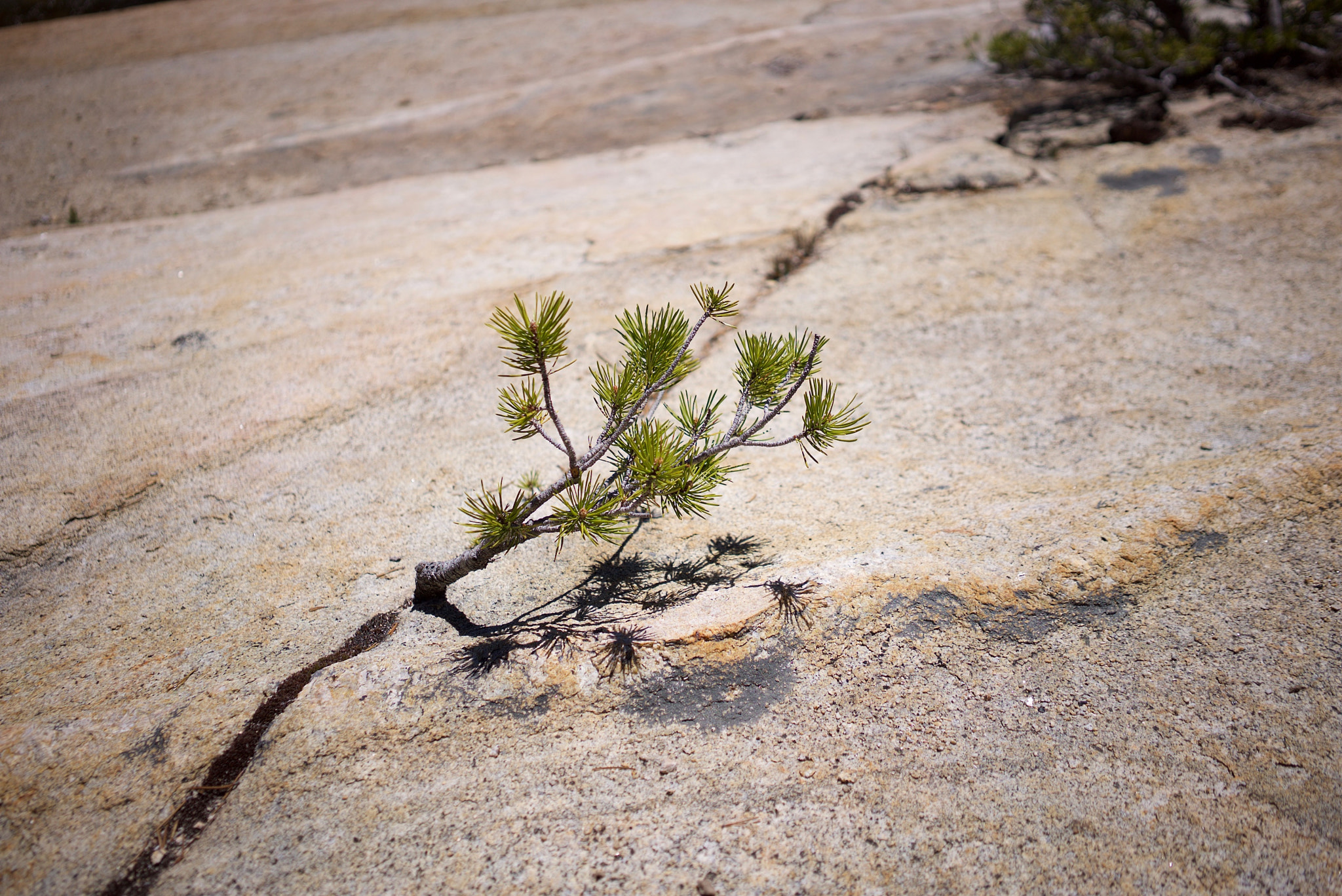 Sony a7S + Sony Sonnar T* FE 35mm F2.8 ZA sample photo. Who inspire me? those who find their way through the cracks in a rock. photography