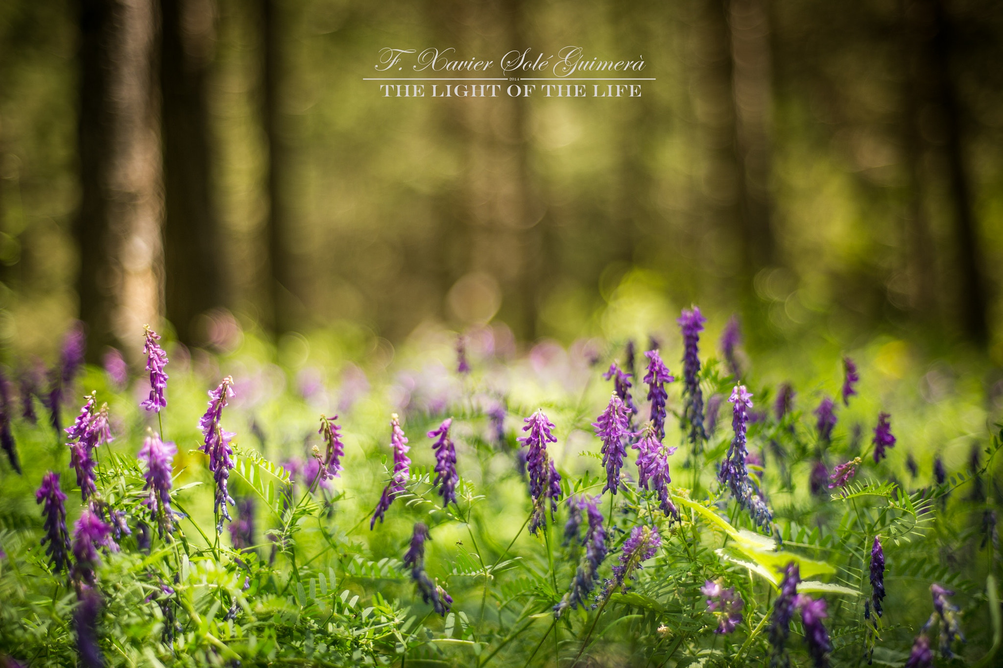 Nikon D3S + AF Nikkor 50mm f/1.8 sample photo. Flores en el bosque photography