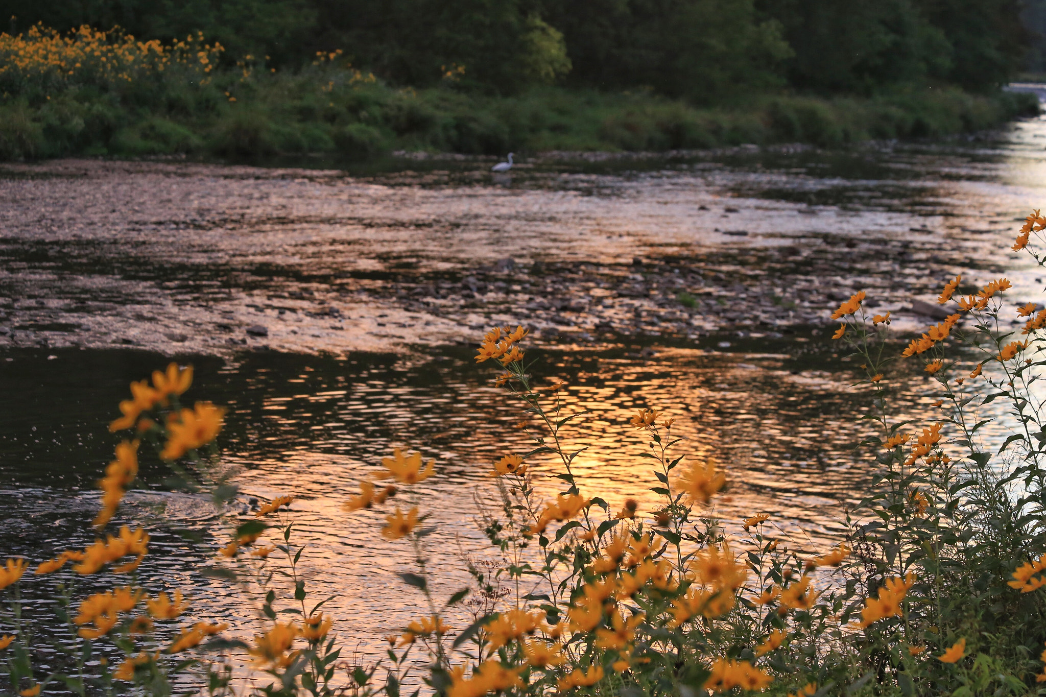 Canon EF 70-300mm F4-5.6 IS USM sample photo