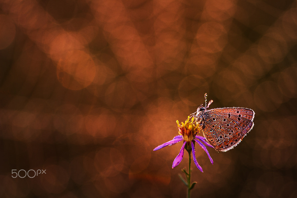 Sigma 105mm F2.8 EX DG Macro sample photo. First lights photography