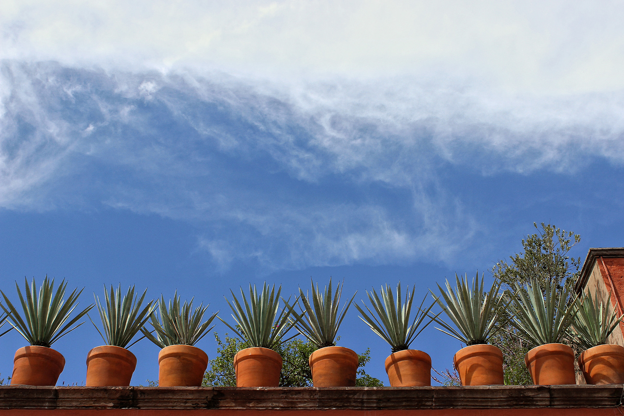 Canon EF-S 18-55mm F3.5-5.6 IS II sample photo. Agaves/ san miguel de allende- guanajuato- méxico photography