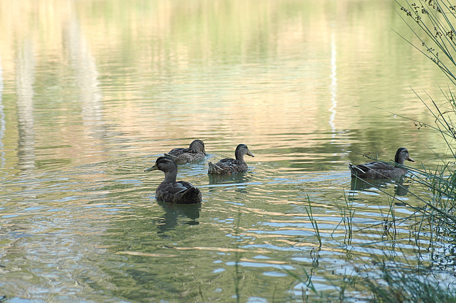 Nikon D70s + Sigma Macro 90mm F2.8 sample photo. A photography