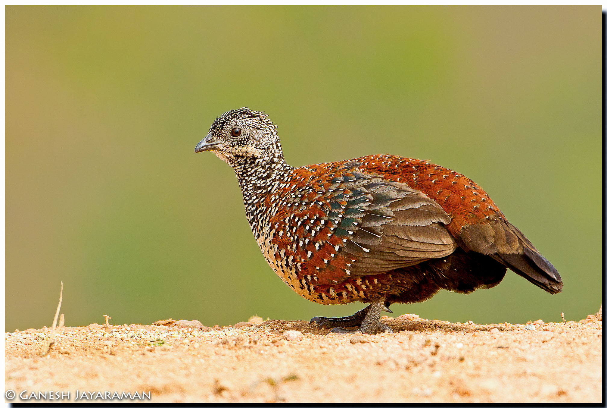 Canon EF 500mm F4L IS USM sample photo. Painted spurfowl (galloperdix lunulata) photography