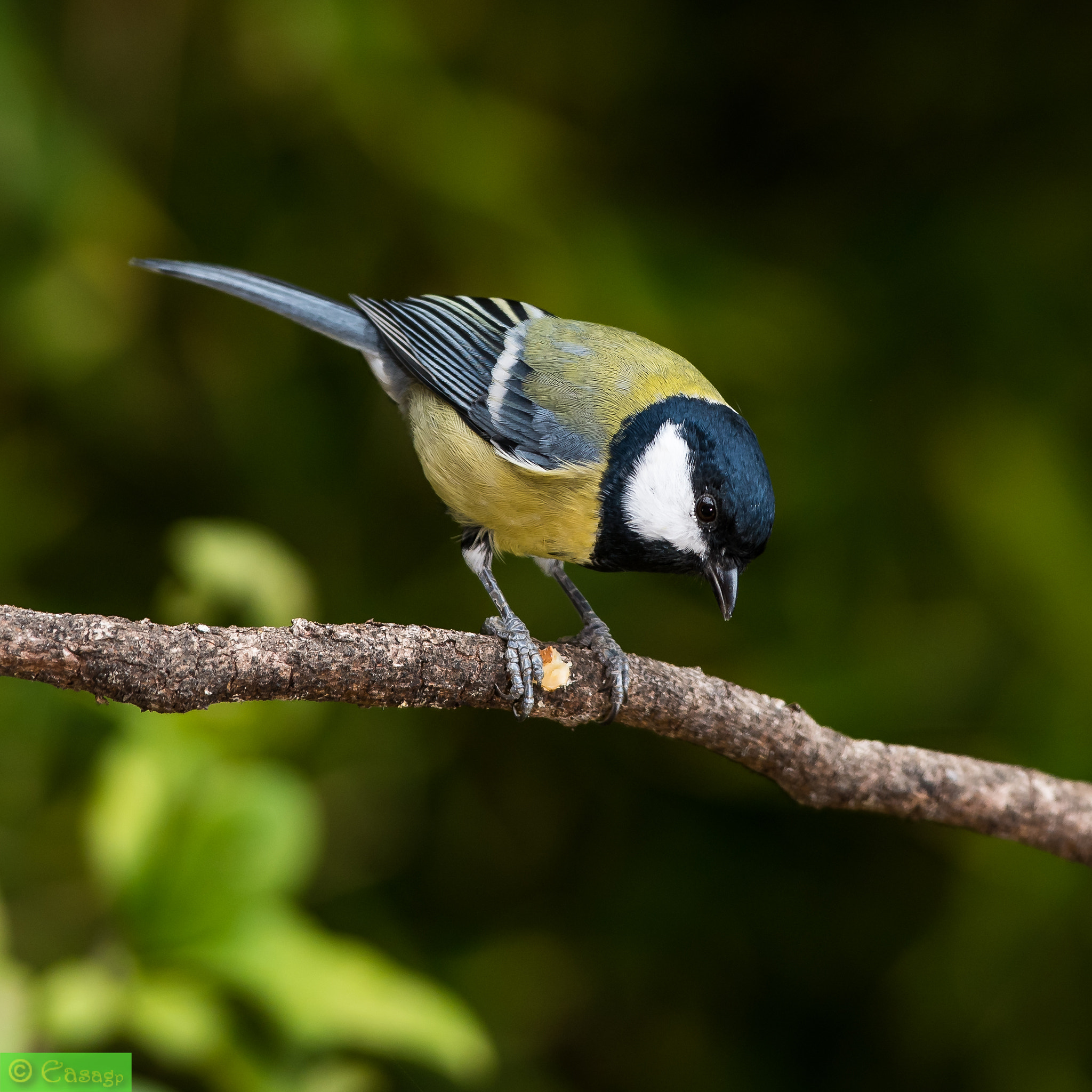 Nikon D750 + Nikon AF-S Nikkor 300mm F4D ED-IF sample photo. 21924443666.jpg photography
