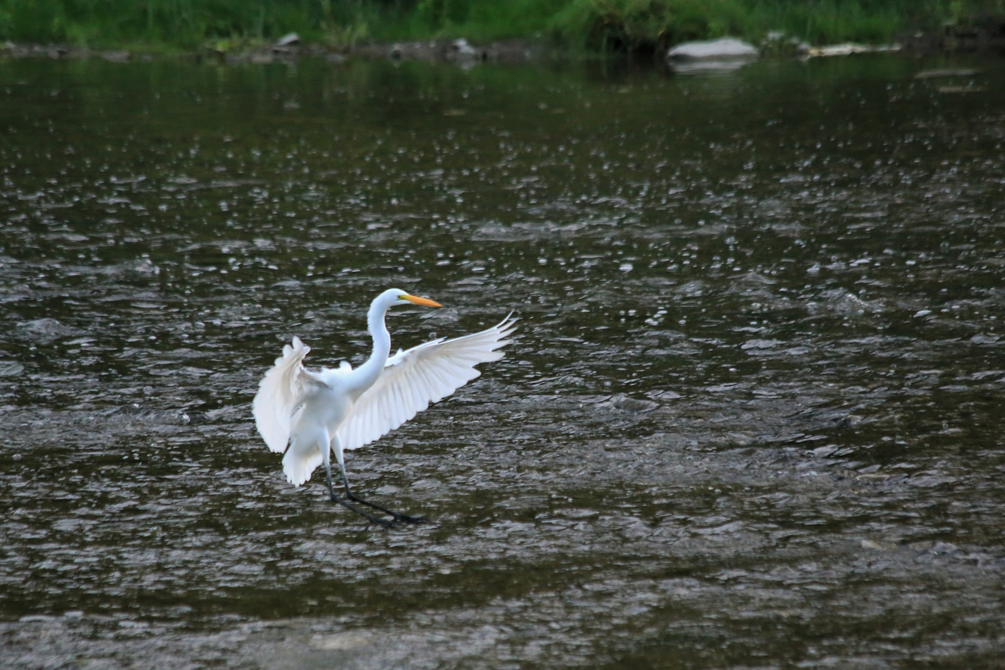 Canon EF 70-300mm F4-5.6 IS USM sample photo