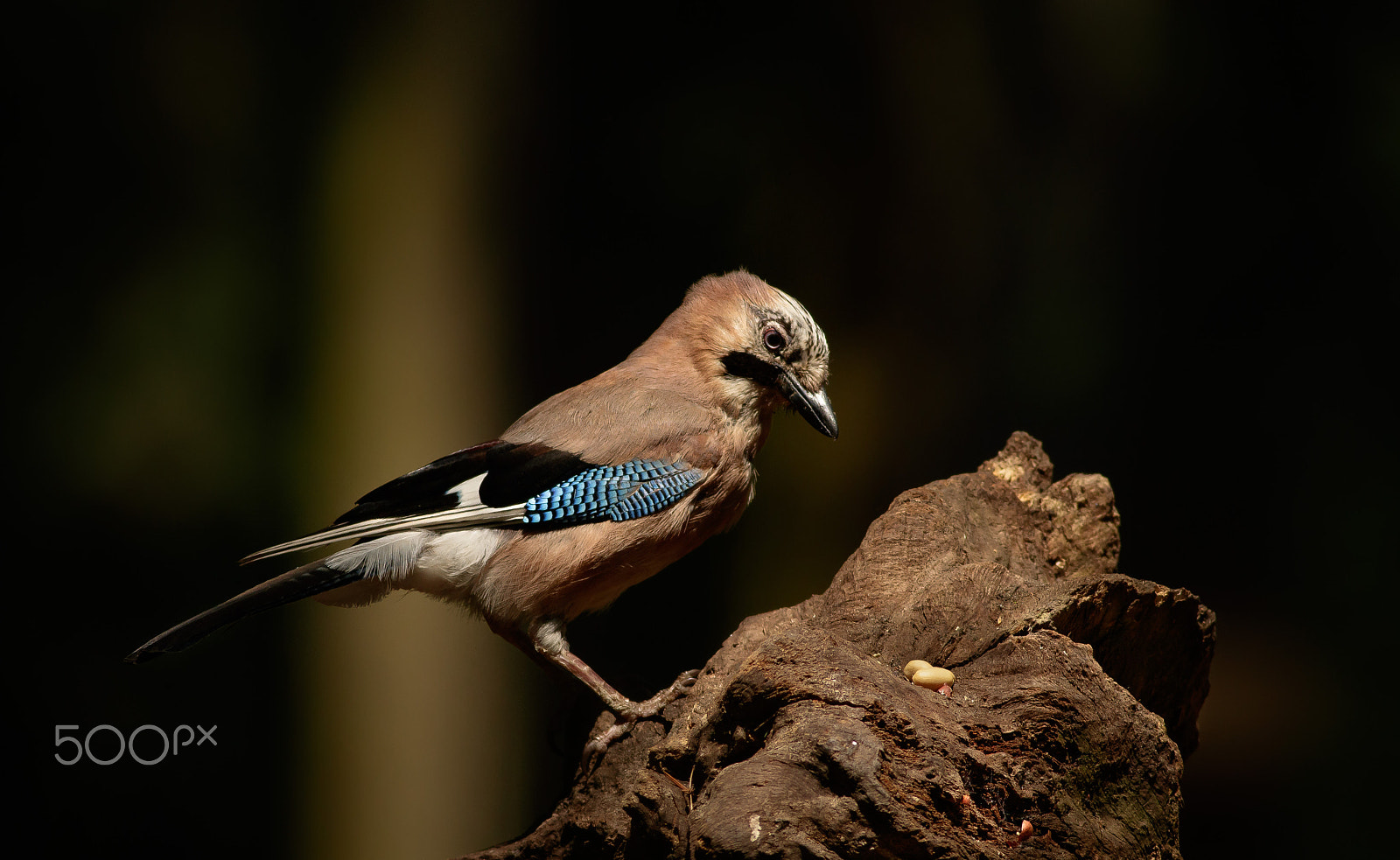 Canon EOS 760D (EOS Rebel T6s / EOS 8000D) + Canon EF 400mm F5.6L USM sample photo. Sojka obecná photography