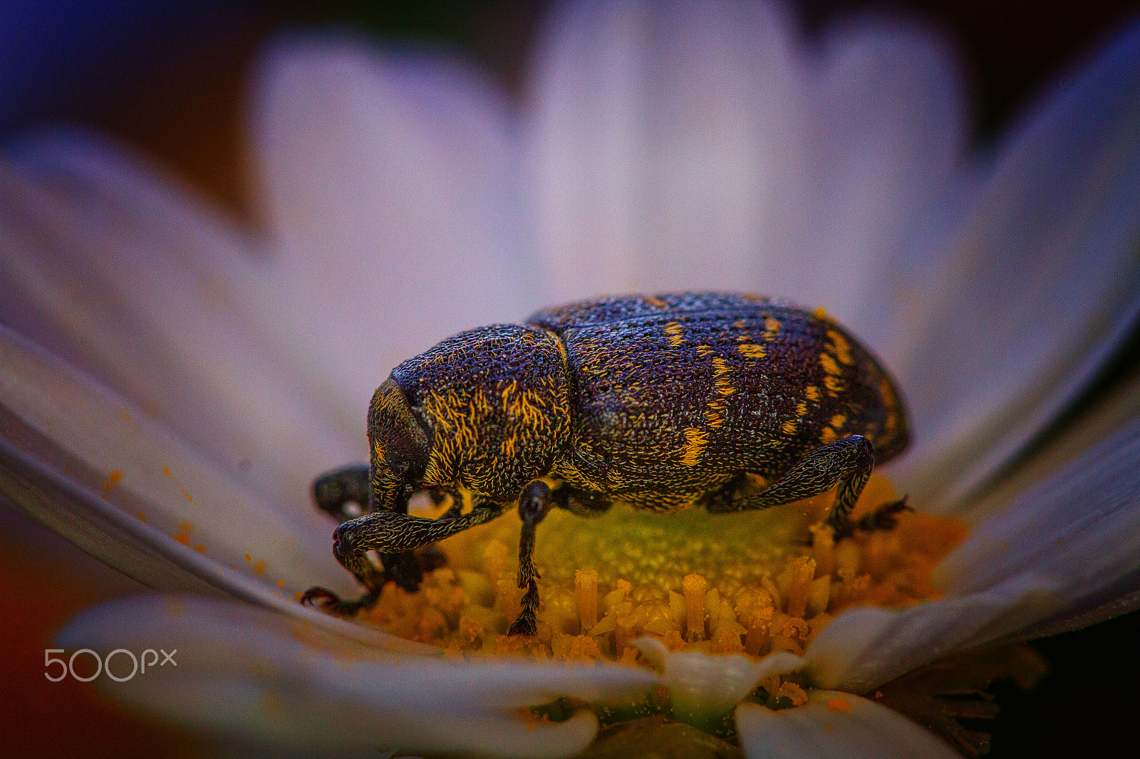 Sigma APO Macro 150mm f/2.8 EX DG HSM sample photo. Flowerlover photography
