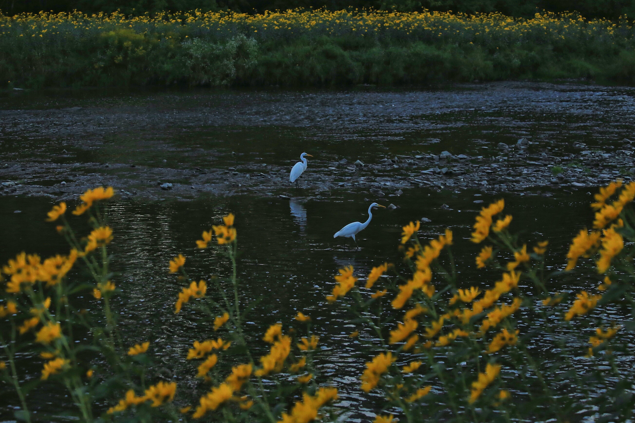 Canon EF 70-300mm F4-5.6 IS USM sample photo