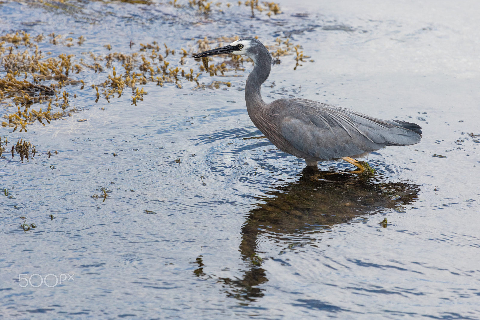 Canon EF 100-400mm F4.5-5.6L IS USM sample photo. White-faced heron eating fish, tasmania photography