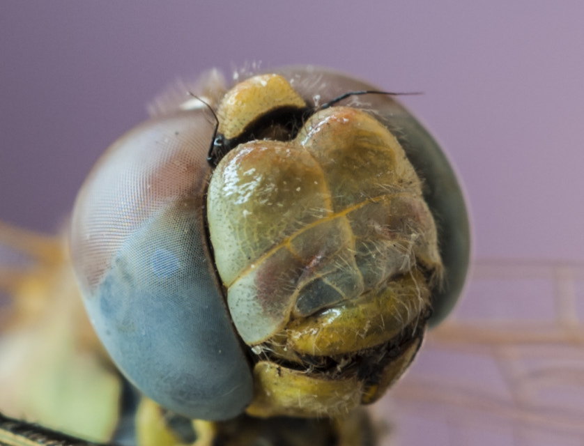 Sigma APO Macro 180mm F3.5 EX DG HSM sample photo. Dragonfly photography