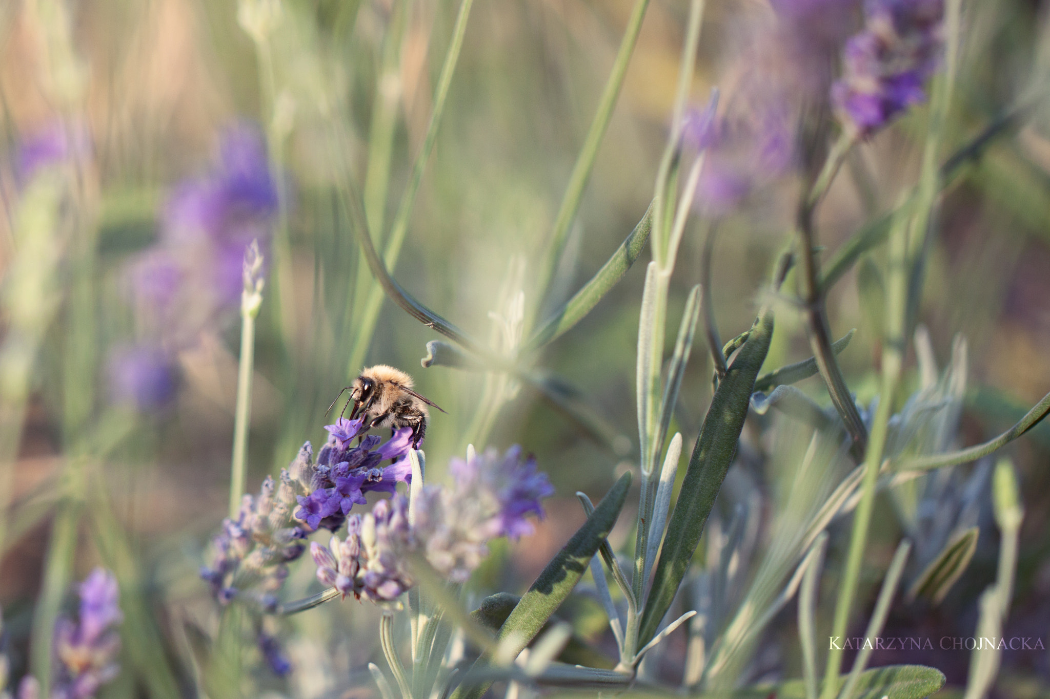 Canon EOS 500D (EOS Rebel T1i / EOS Kiss X3) + Canon EF 100mm F2.8L Macro IS USM sample photo. Lavender field photography