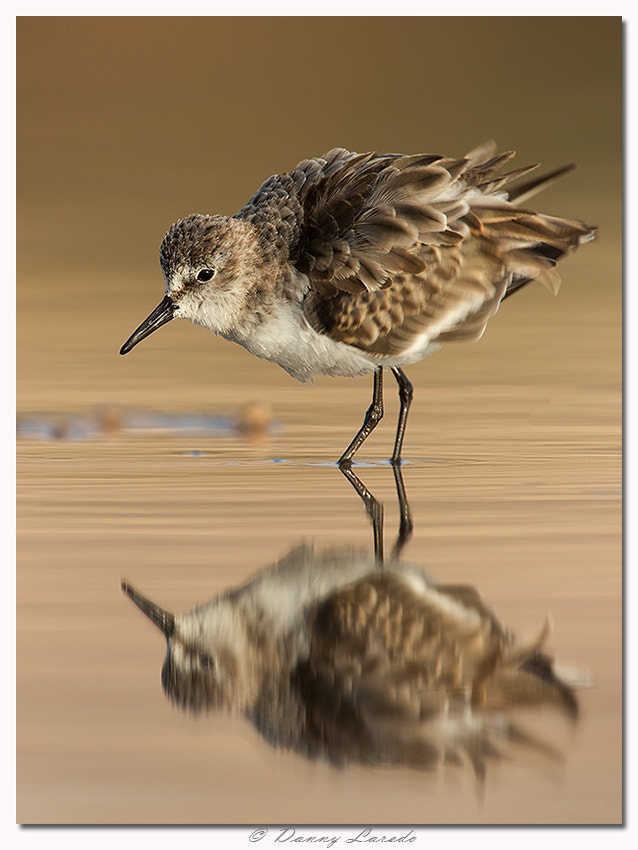 Canon EF 500mm F4L IS USM sample photo. Little stint photography