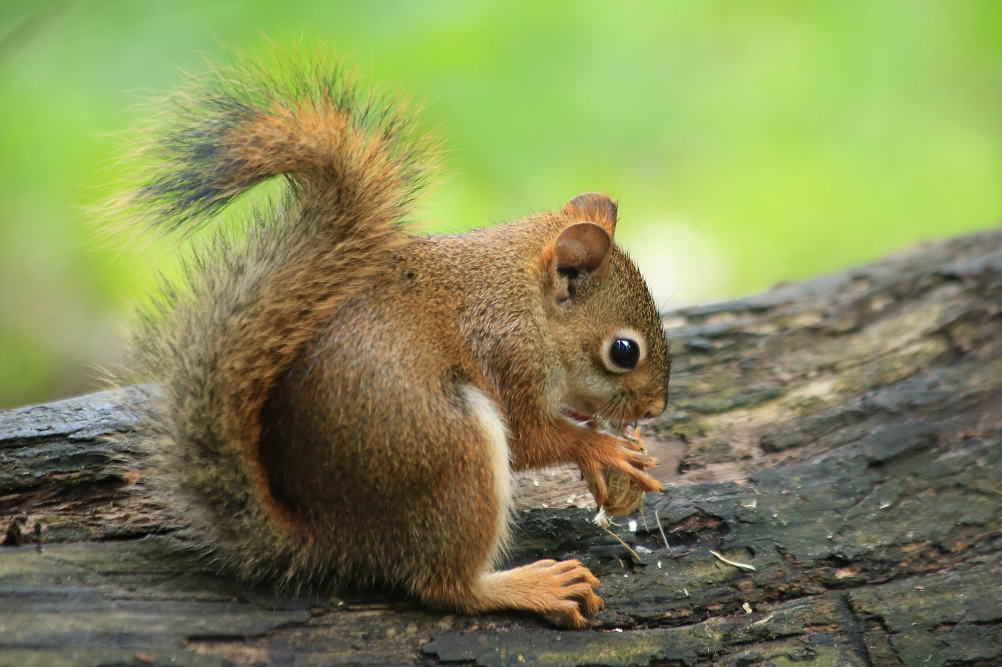 Canon EF 70-300mm F4-5.6 IS USM sample photo