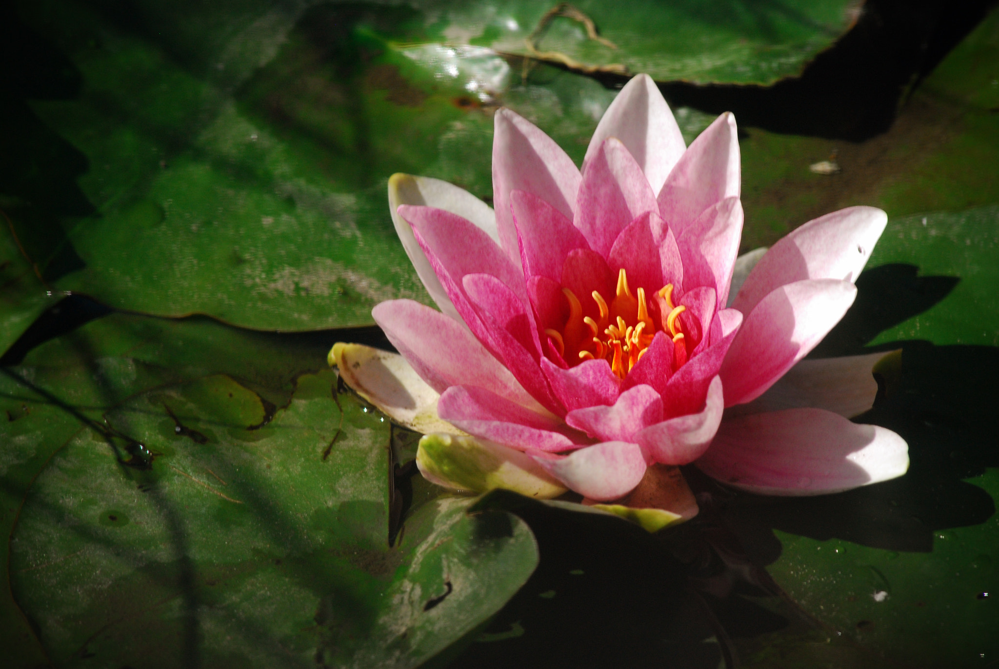 AF Zoom-Nikkor 80-200mm f/2.8 ED sample photo. Lotus dans la boue photography