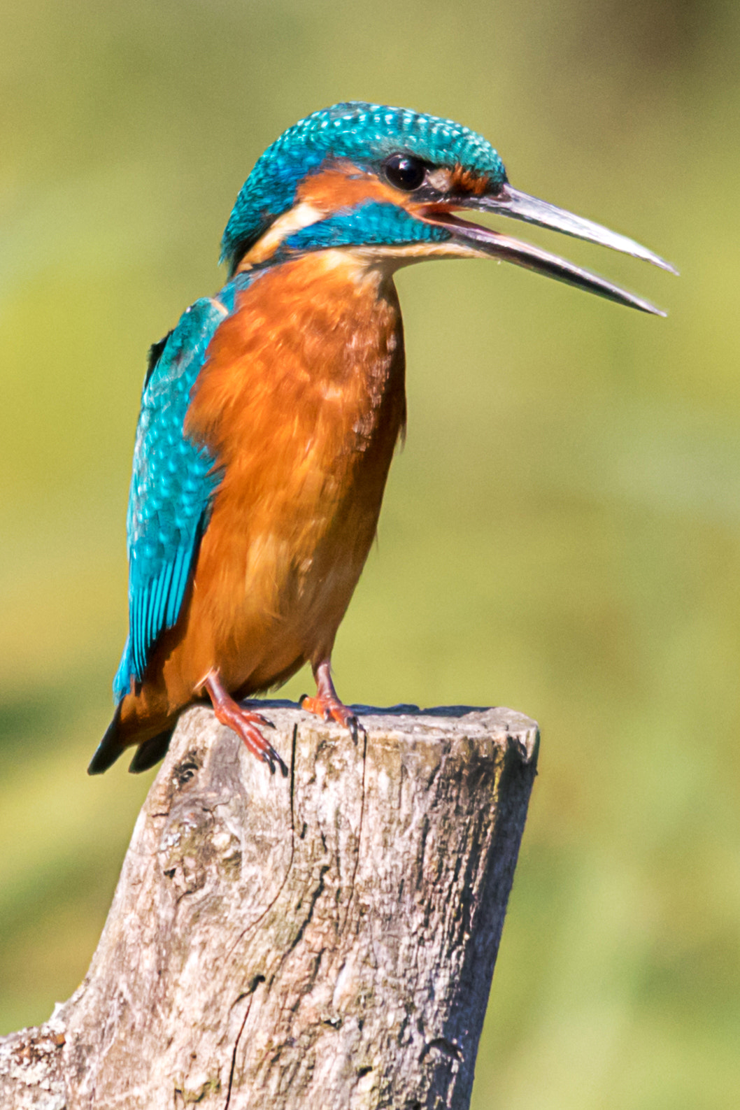 Sigma 150-500mm F5-6.3 DG OS HSM sample photo. The resting kingfisher photography