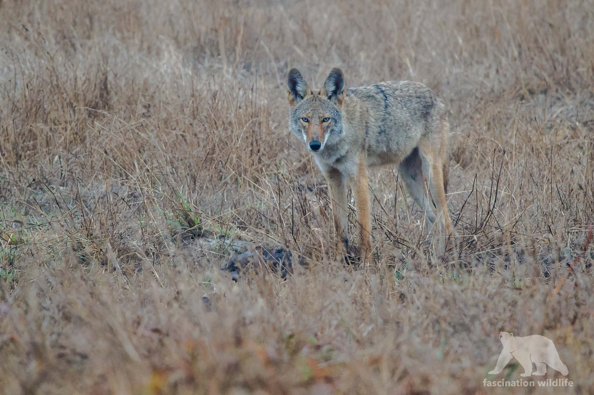 Nikon D4S sample photo. Coyote photography