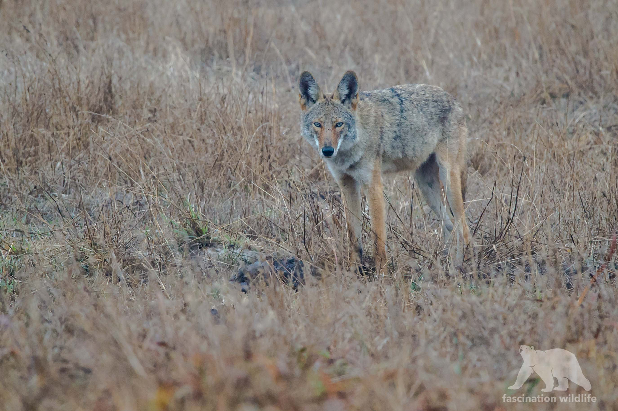 Sigma 150-600mm F5-6.3 DG OS HSM | S sample photo. Coyote photography