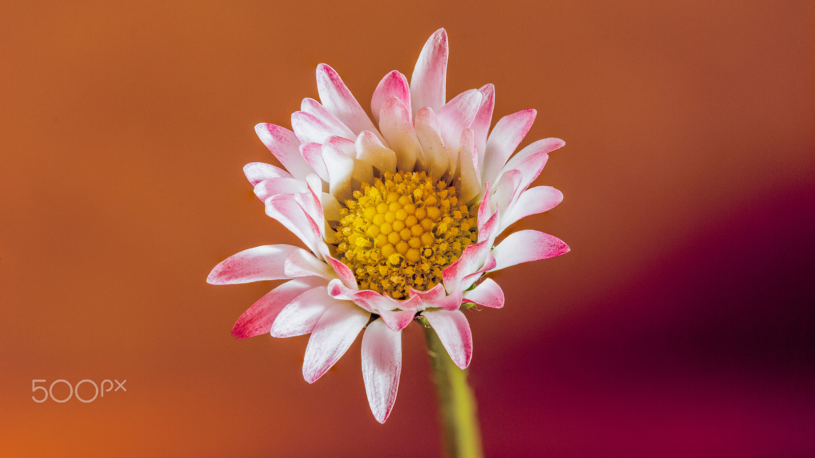 Nikon D60 + AF Micro-Nikkor 105mm f/2.8 sample photo. Daisy photography