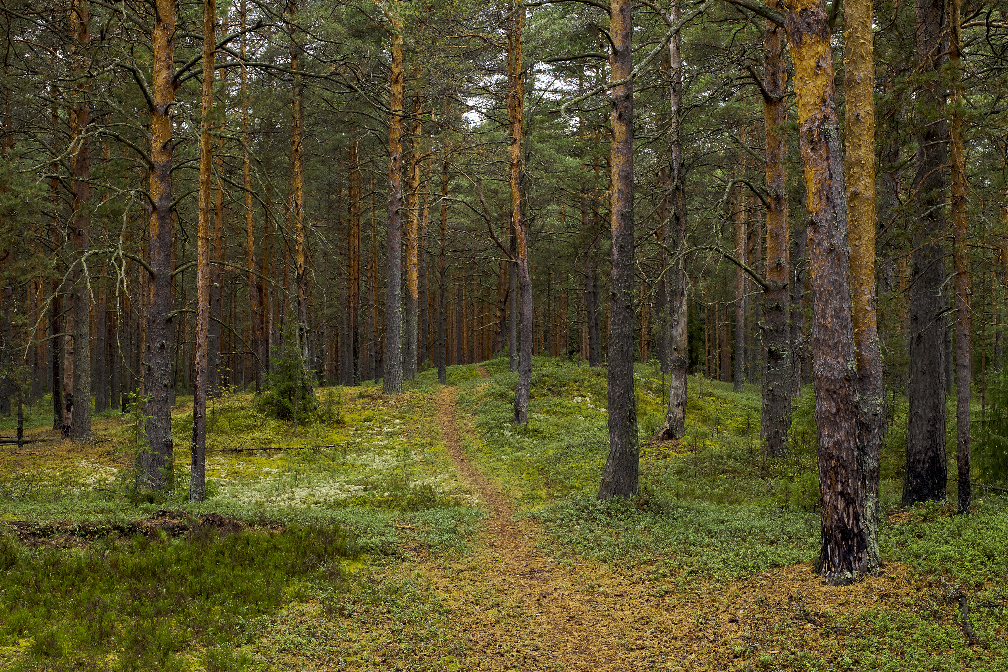 ZEISS Planar T* 50mm F1.4 sample photo. Forest path photography
