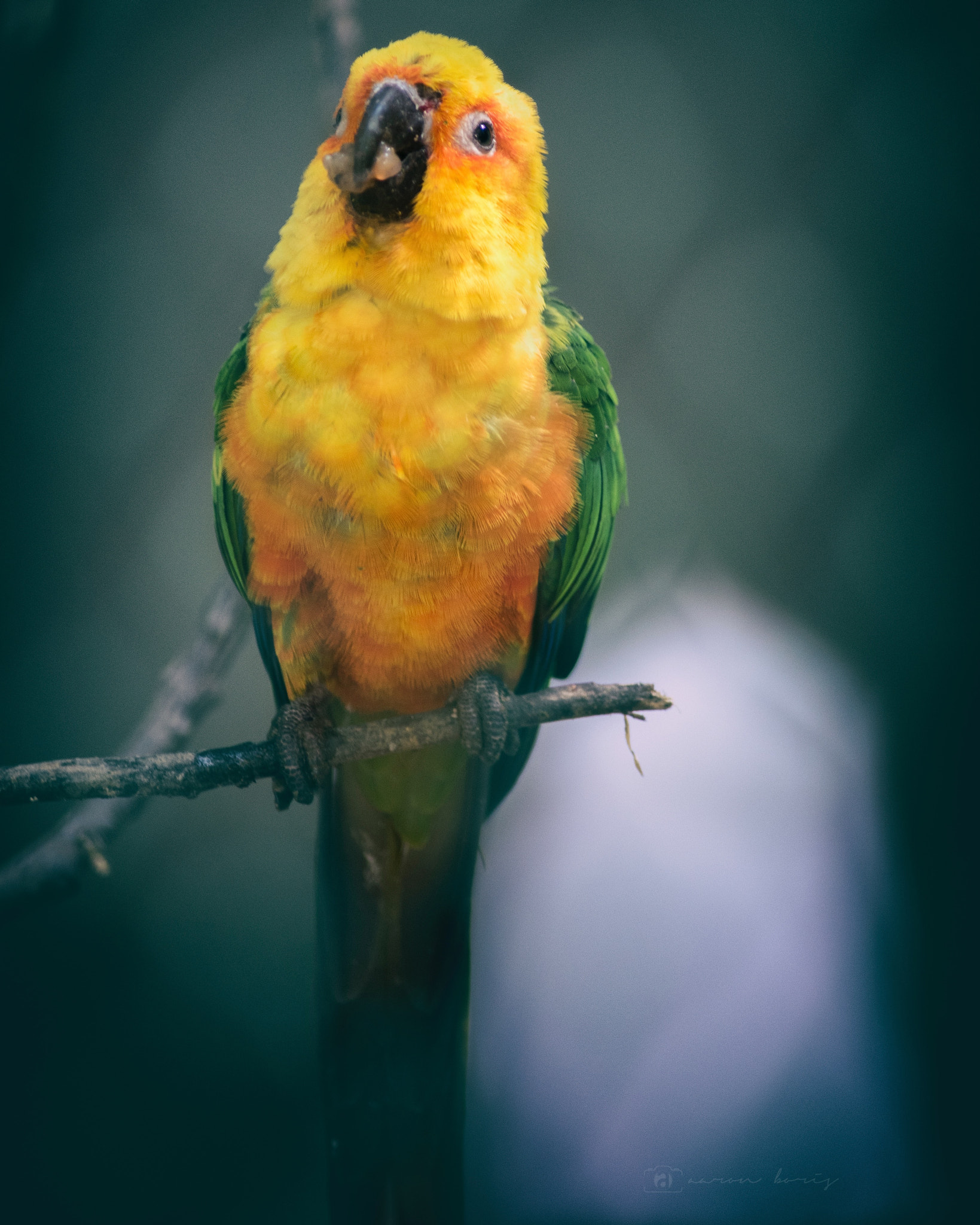 Nikon D750 + Sigma 50-150mm F2.8 EX APO DC HSM II + 1.4x sample photo. -yellow macaw-  clicked in zoo and not in its own habitat photography