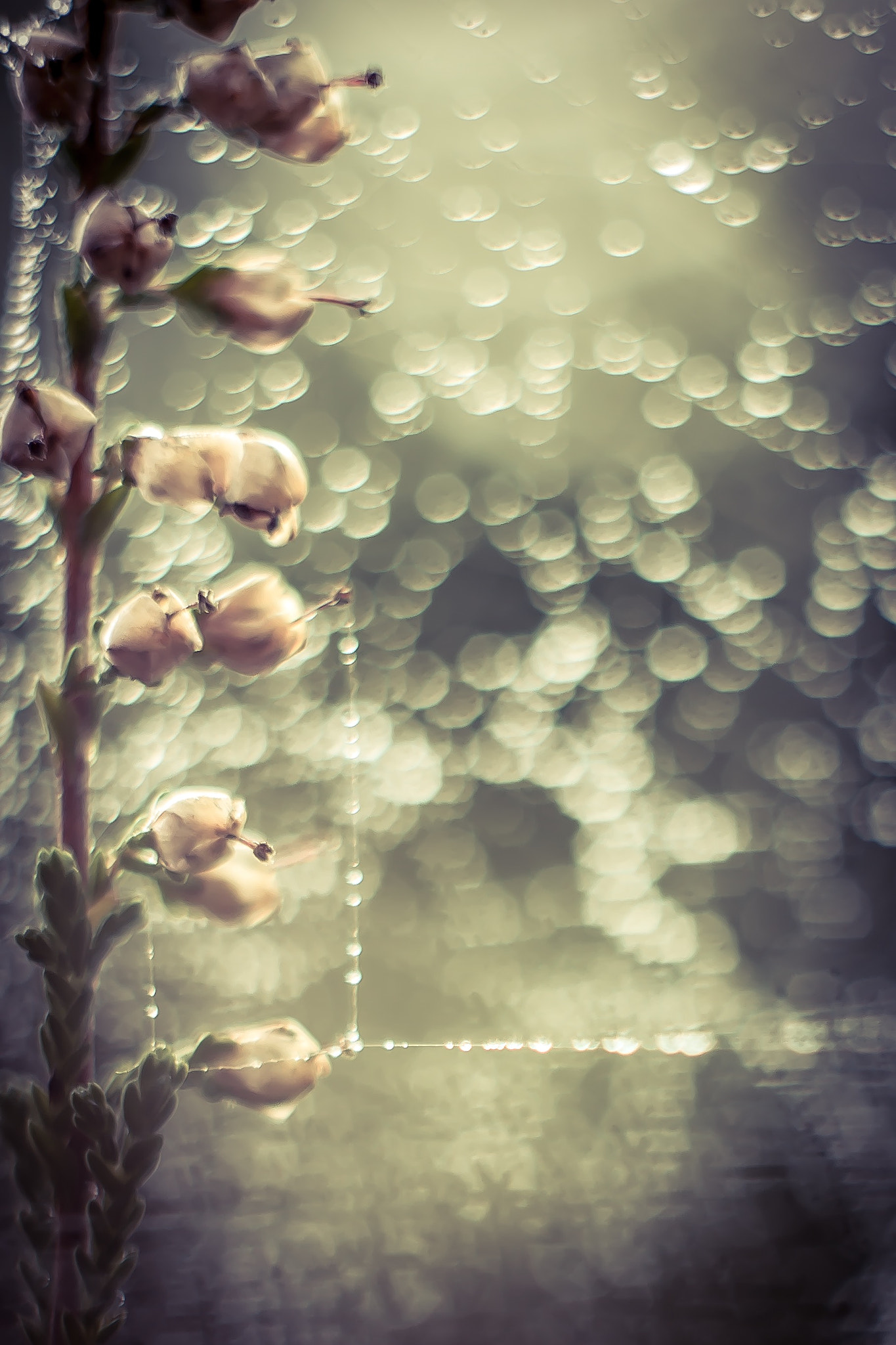 Canon 1-65535mm sample photo. Encased in bokeh... photography