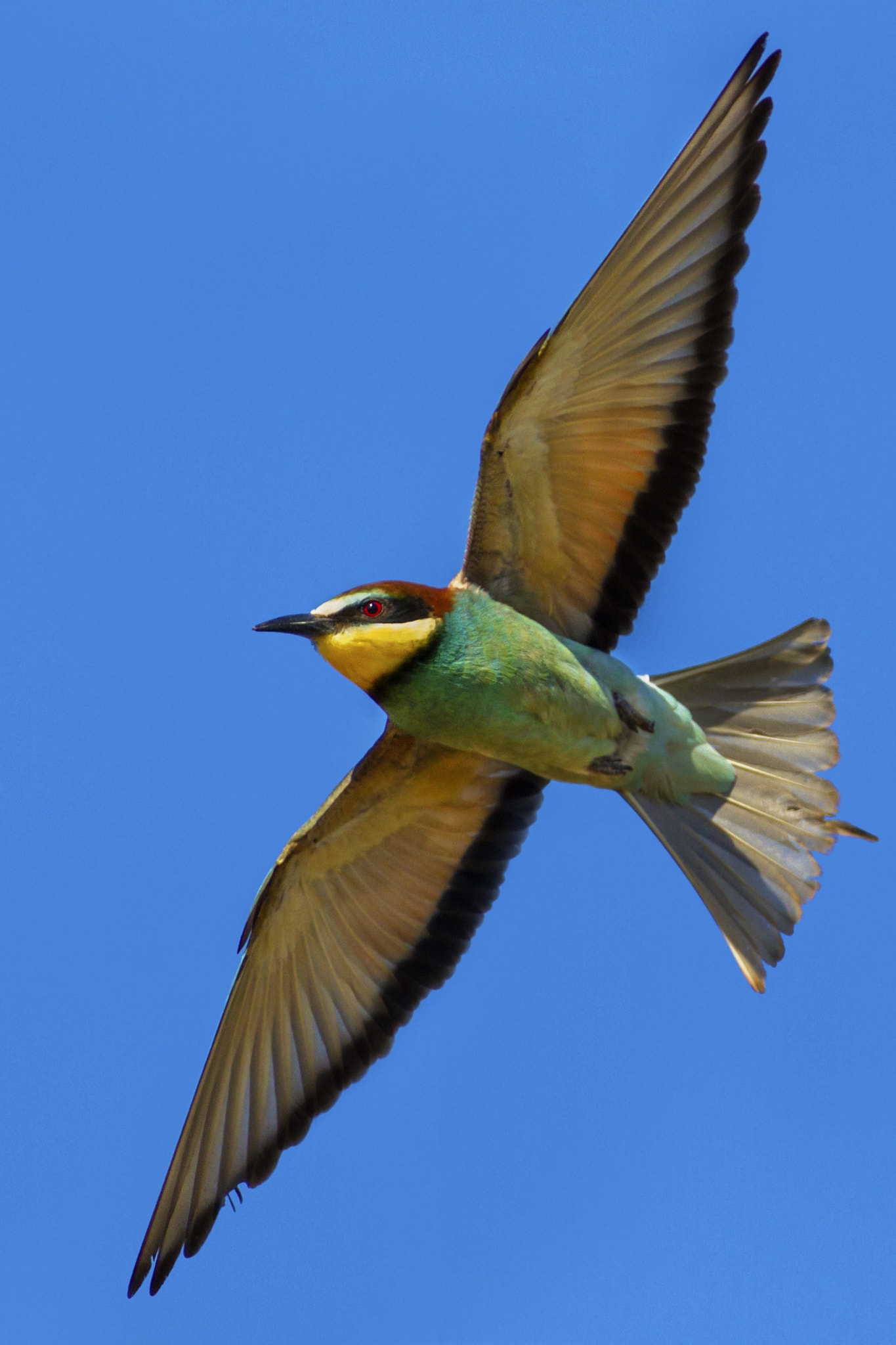 Canon EF 300mm f/2.8L + 2x sample photo. Bee eater photography