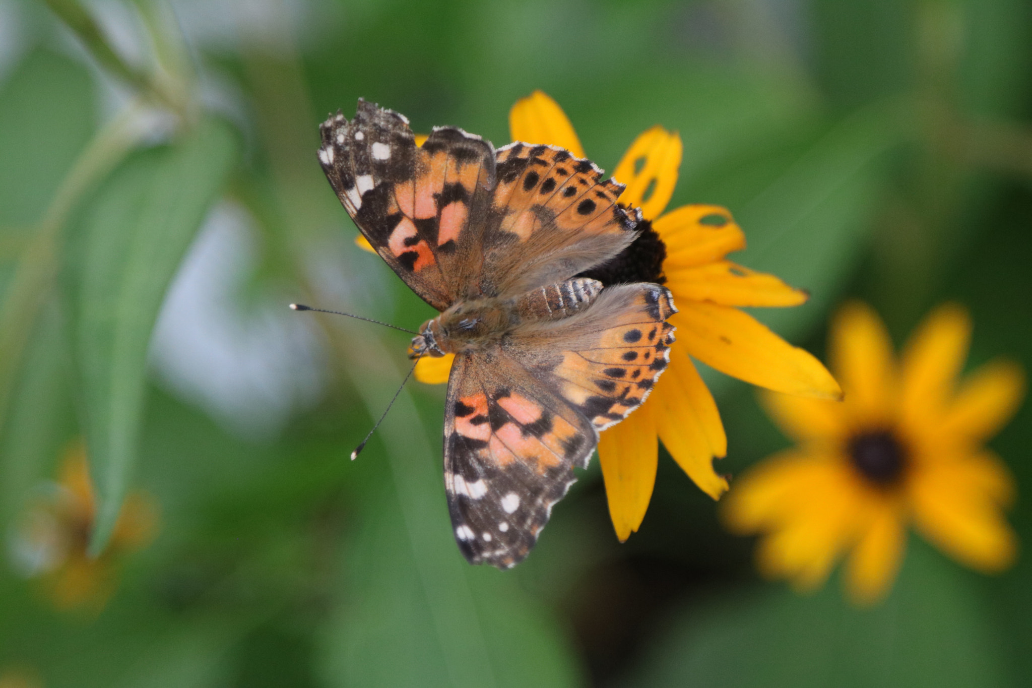 Canon EOS 760D (EOS Rebel T6s / EOS 8000D) sample photo. Butterfly display photography
