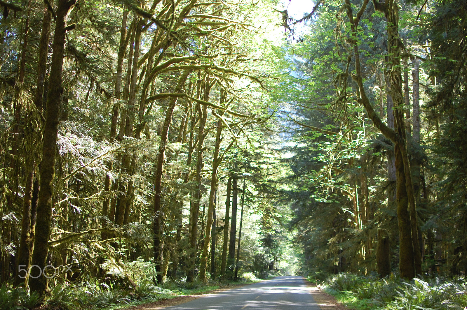 Nikon D40 + Nikon AF-S DX Nikkor 35mm F1.8G sample photo. Forest hiking trail in olympic national park photography