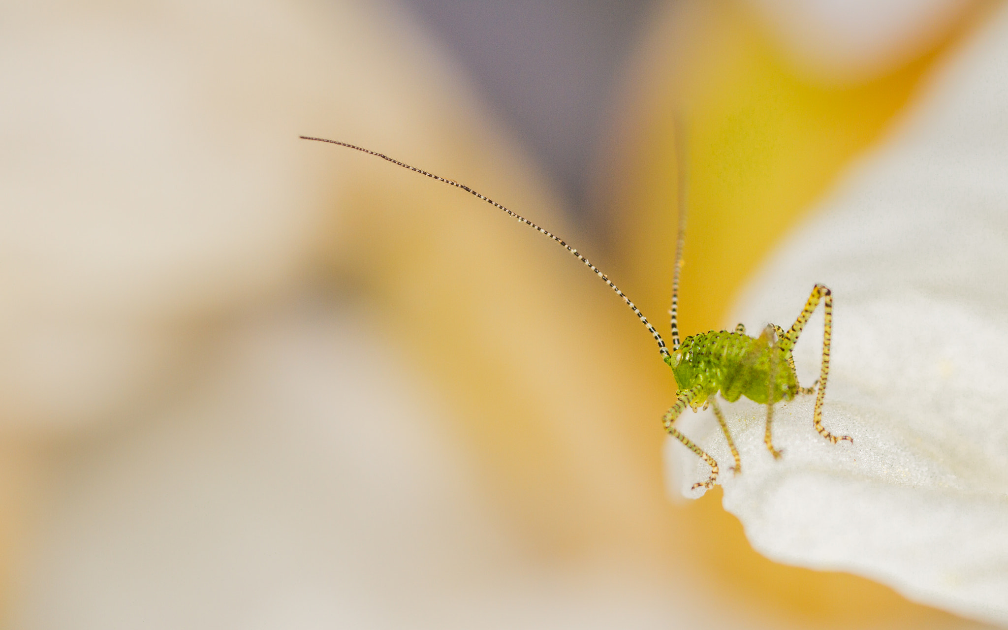Canon MP-E 65mm F2.5 1-5x Macro Photo sample photo. Speckled bush cricket (leptophyes punctatissima)  photography