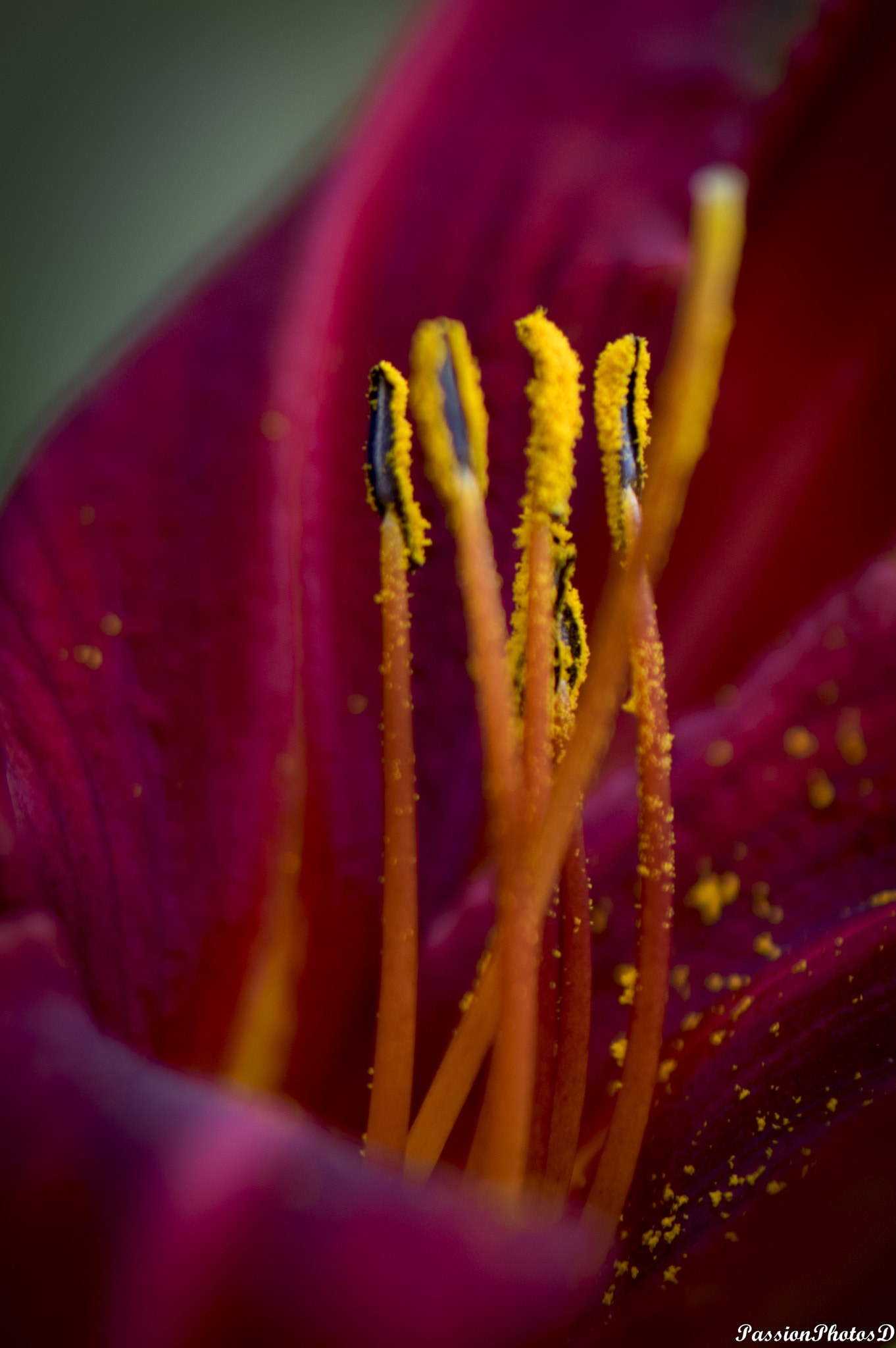 Nikon AF-S Micro-Nikkor 105mm F2.8G IF-ED VR sample photo. Dsc photography