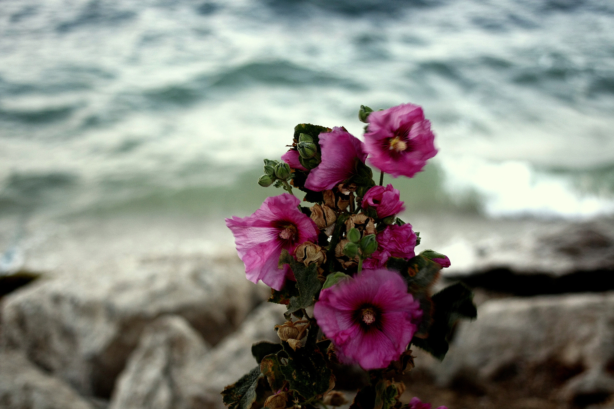 Canon EOS 450D (EOS Rebel XSi / EOS Kiss X2) + Canon EF 40mm F2.8 STM sample photo. Althaea officinalis photography