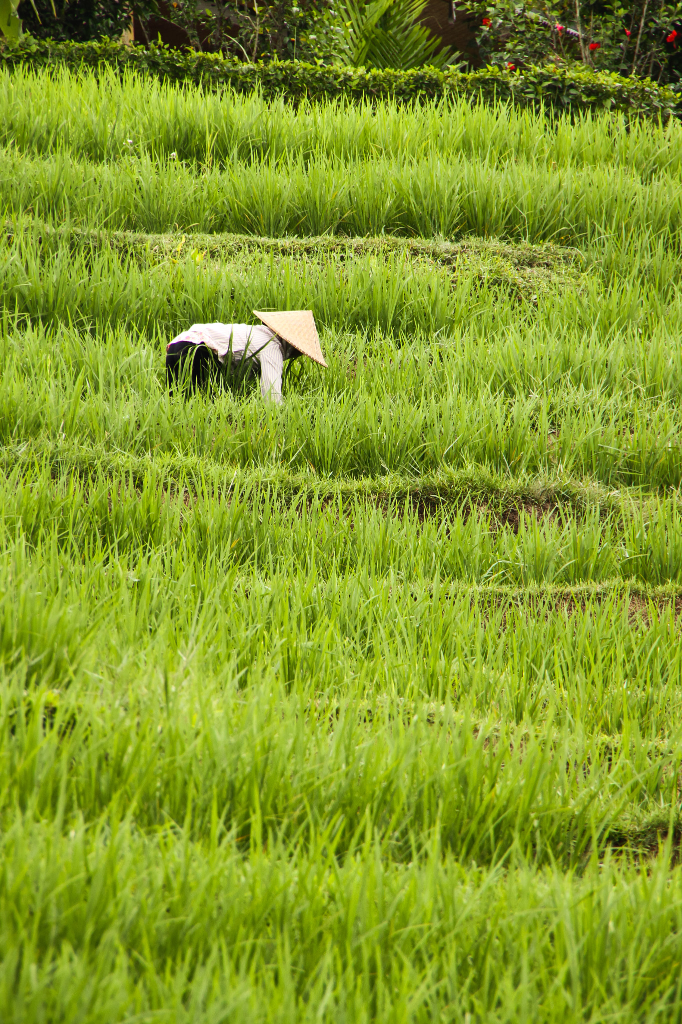Canon EOS 50D sample photo. At work in the rice fields photography