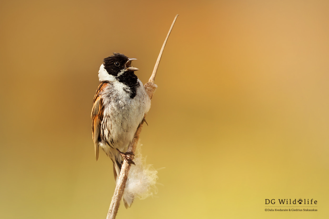 Canon EF 300mm F2.8L IS II USM sample photo. Reed bunting photography