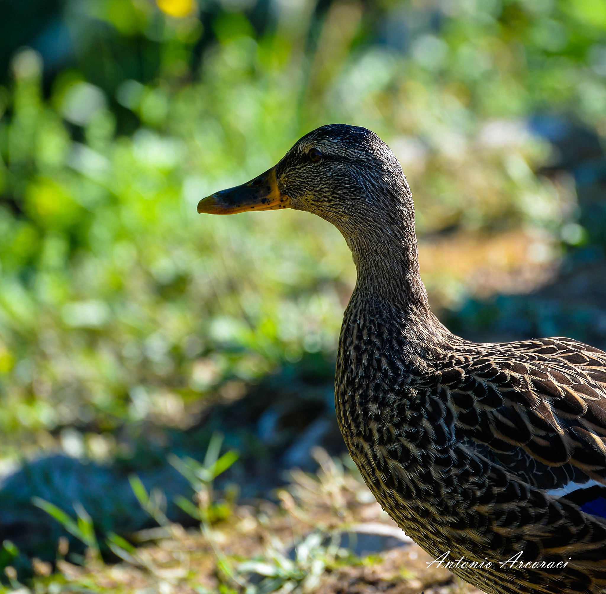 Nikon D4 sample photo. Thougtfully photography