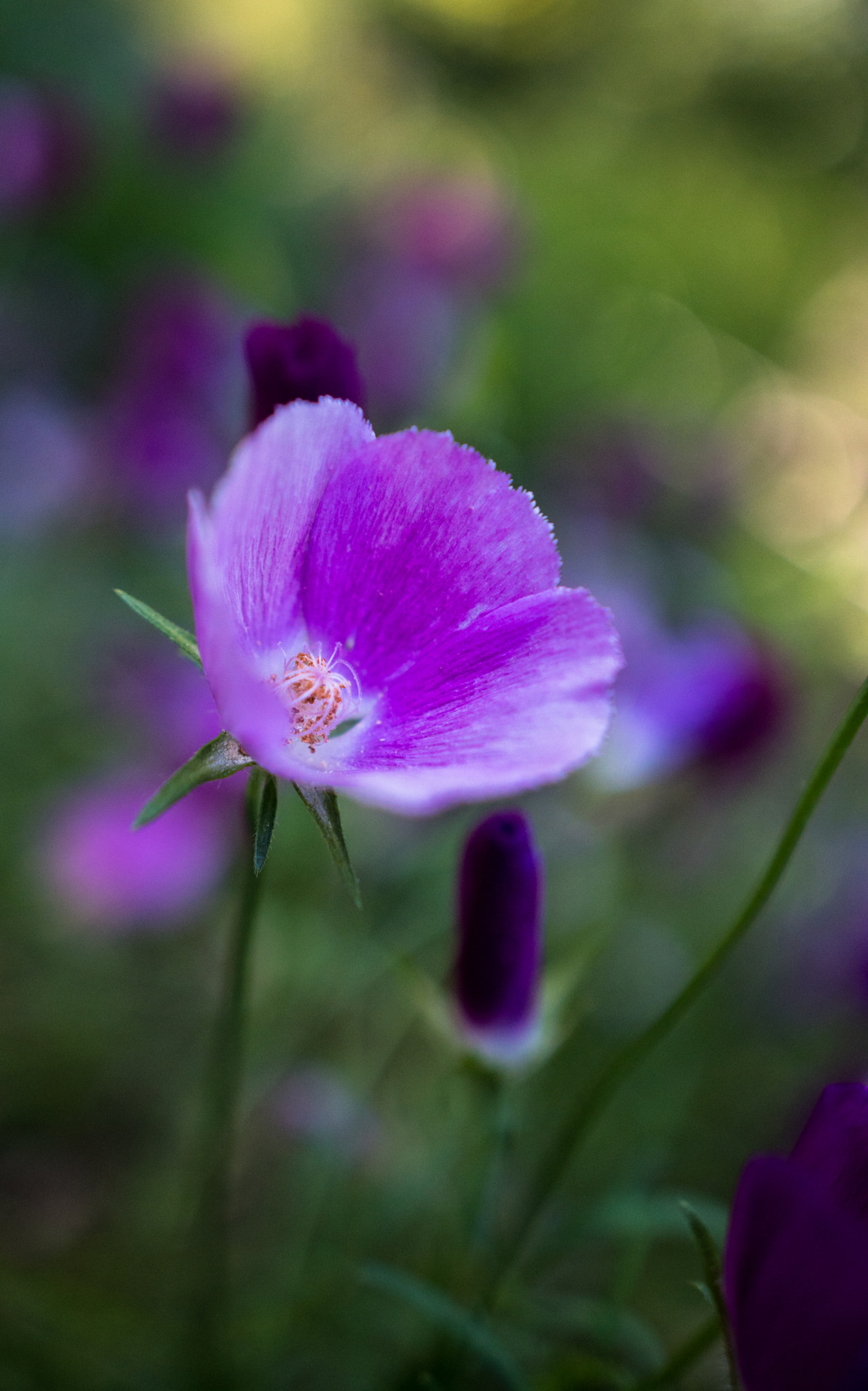Sony a6300 + 18-35mm F1.8 DC HSM | Art 013 sample photo. Pink poppies photography