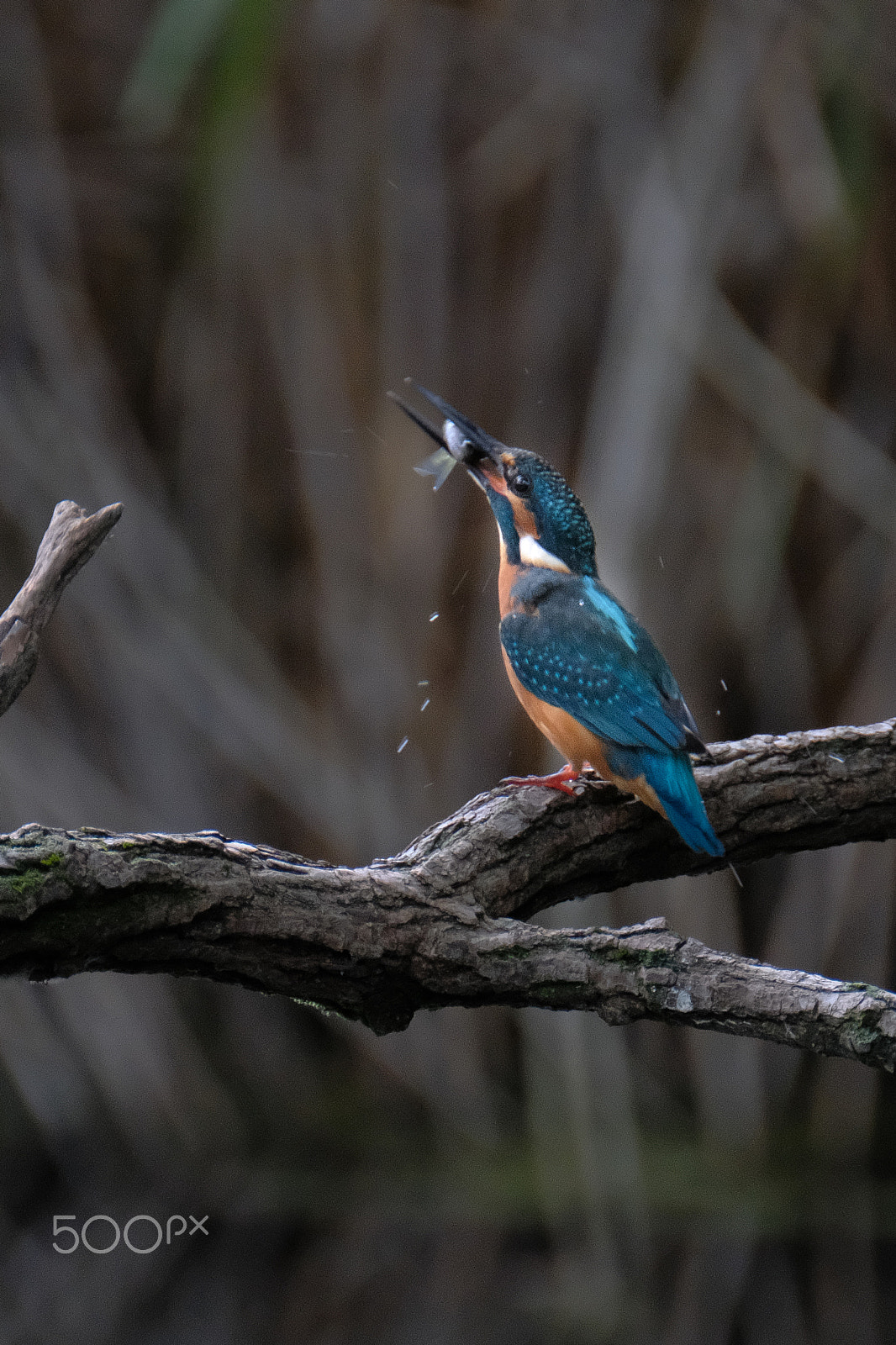 XF100-400mmF4.5-5.6 R LM OIS WR + 1.4x sample photo. Time for dinner! photography