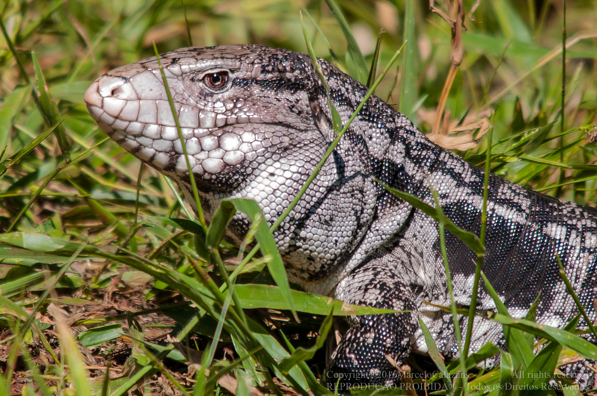 Sigma 150-500mm F5-6.3 DG OS HSM sample photo. Dino photography
