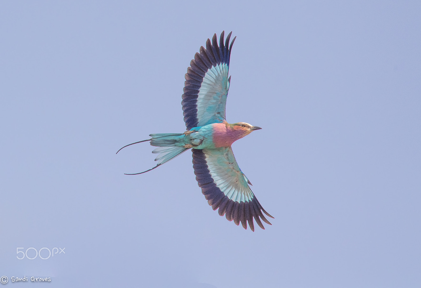 Nikon Nikkor AF-S 300mm F4E PF ED VR sample photo. Lilac-breasted roller photography