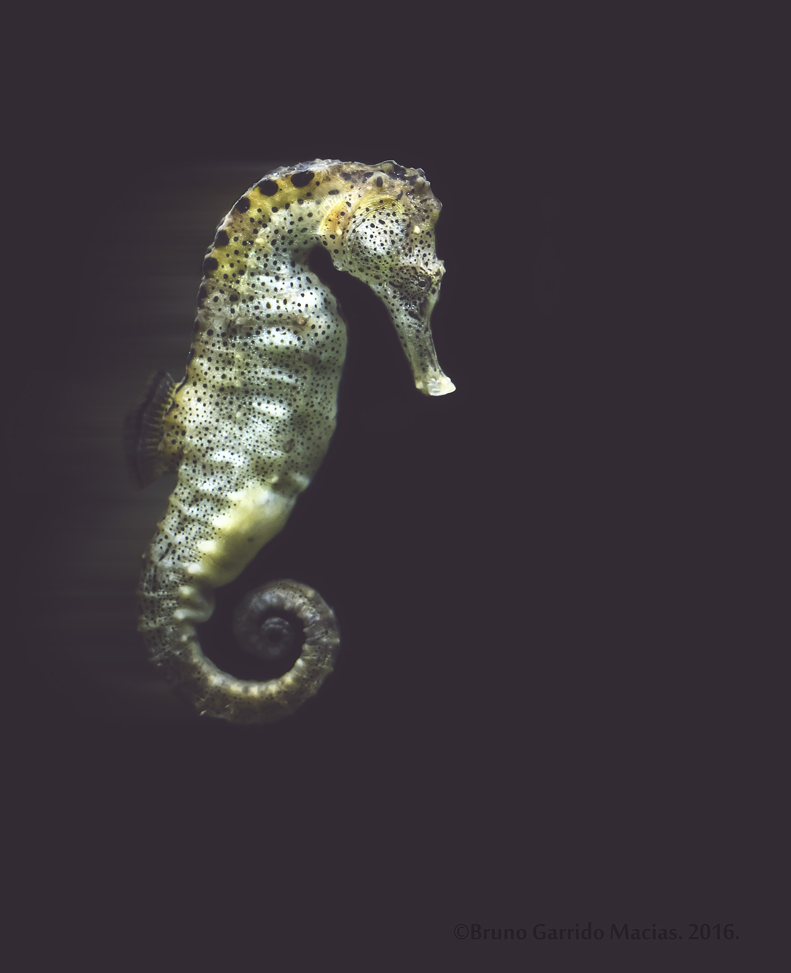 Sigma 150mm f/2.8 EX DG OS HSM APO Macro sample photo. Seahorse photography