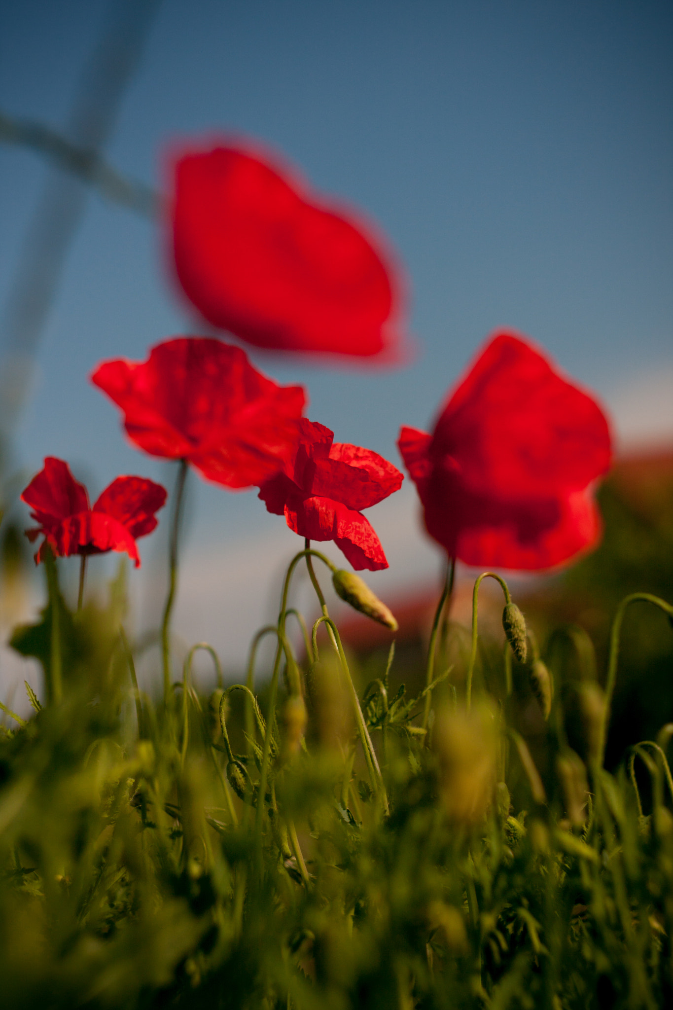 Canon EF 35-80mm f/4-5.6 sample photo. Flowers photography
