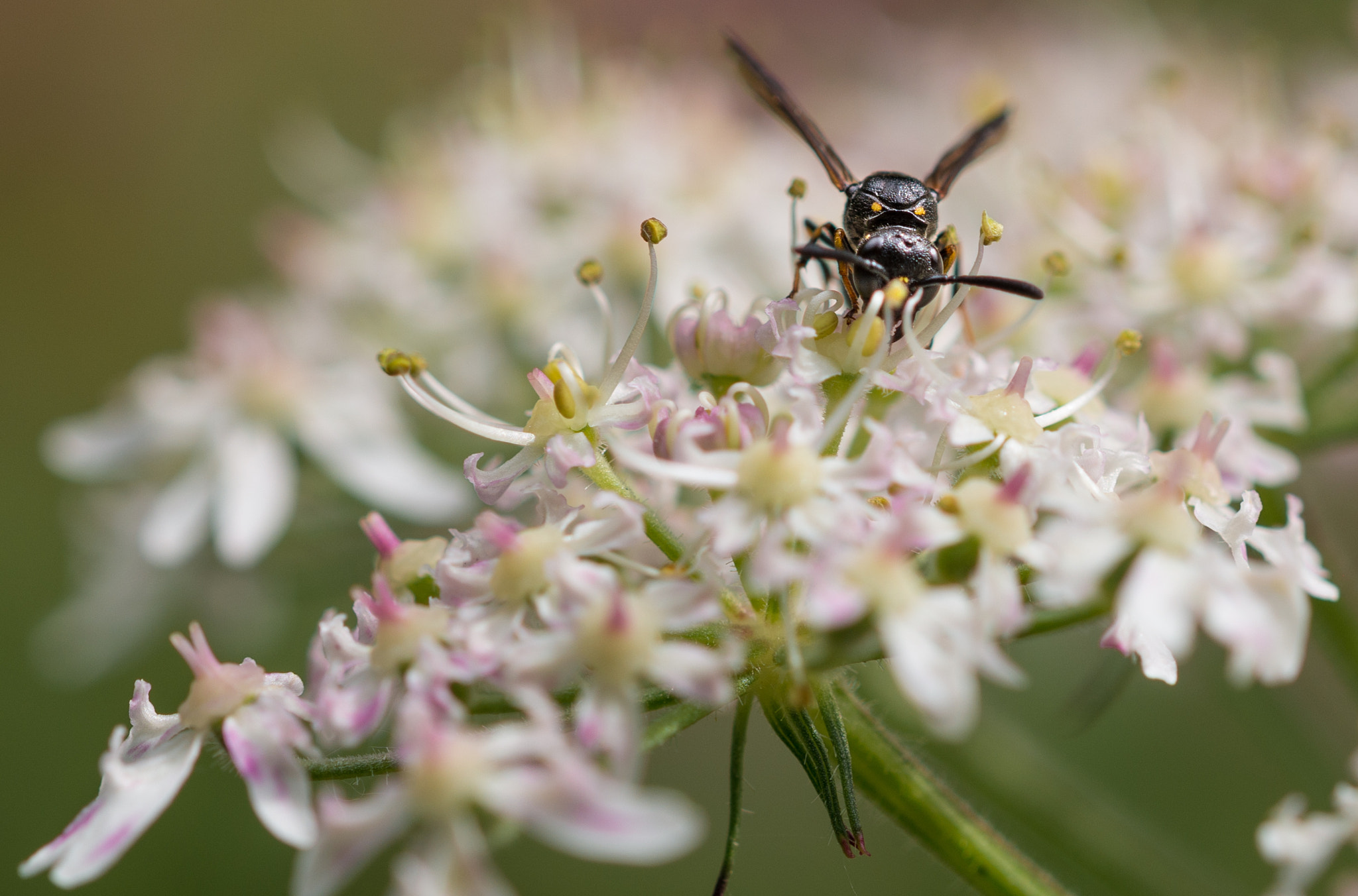 Sigma 105mm F2.8 EX DG OS HSM sample photo. Lonely ant lunchtime photography