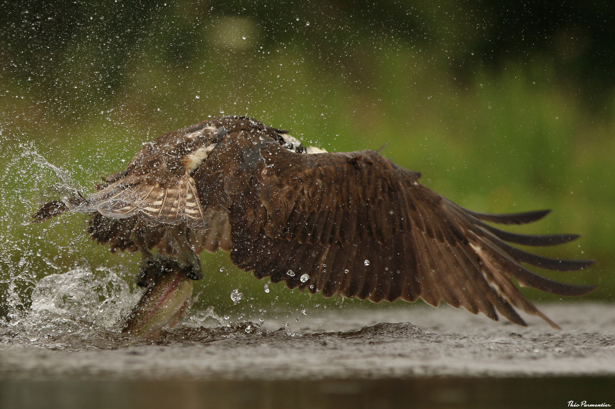 Canon EF 300mm F2.8L IS USM sample photo. Osprey / balbuzard pêcheur photography