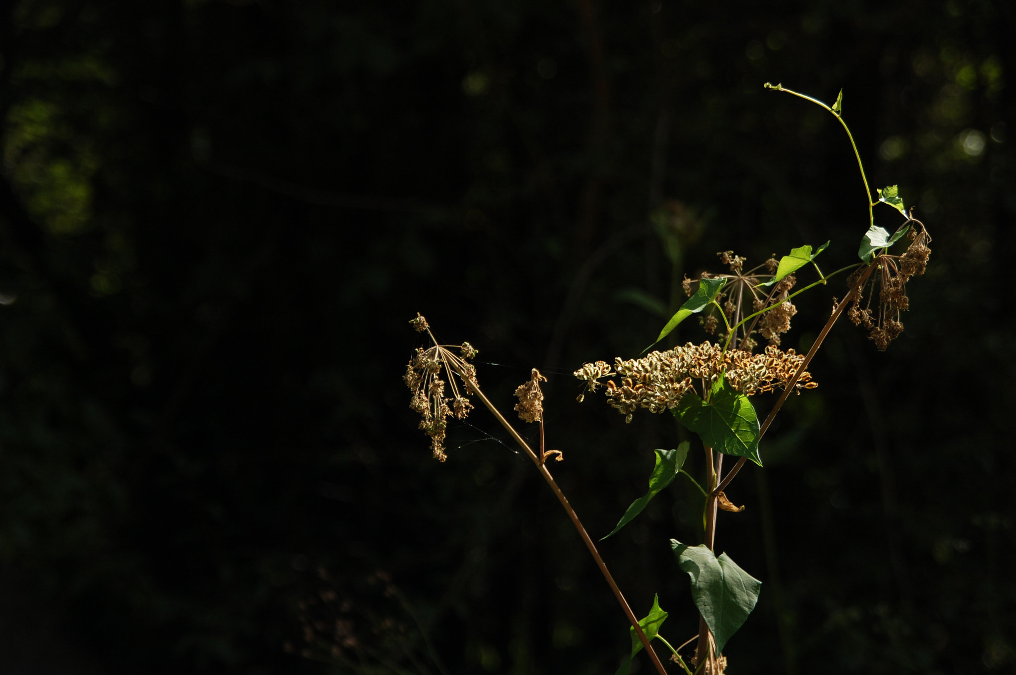Nikon D40 + Sigma 18-200mm F3.5-6.3 DC sample photo. Dance of stems photography