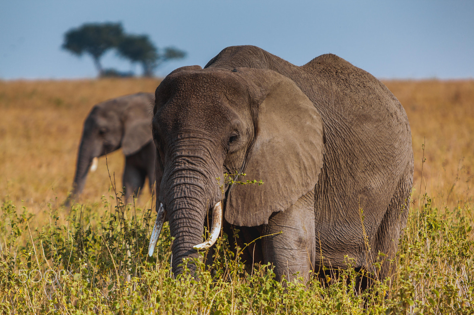 Canon EOS 5D Mark II + Canon EF 70-200mm F2.8L IS USM sample photo. Elephant tanzania photography