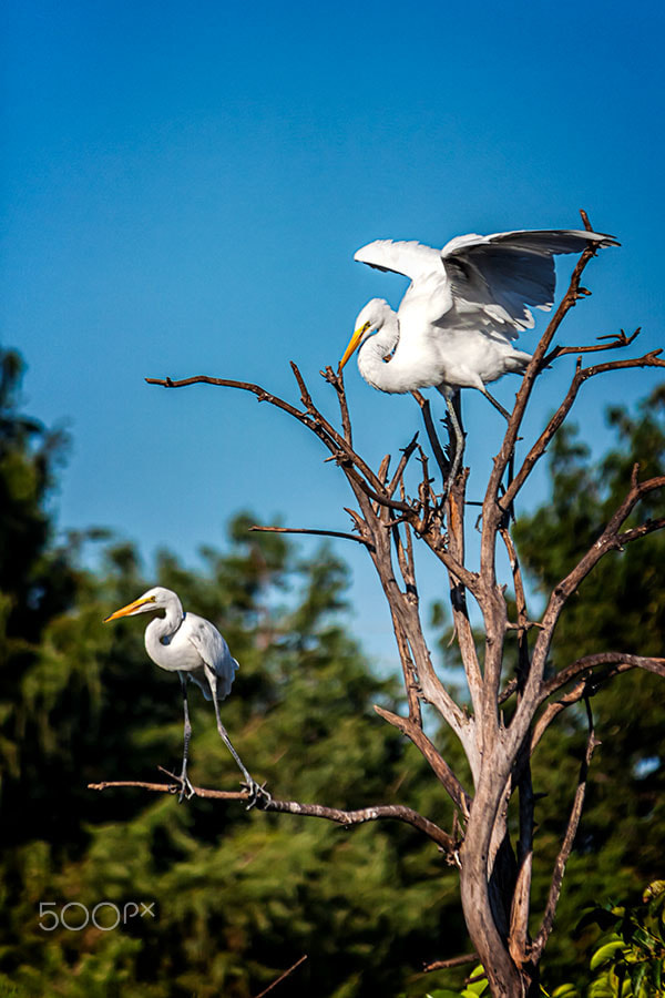 Canon EF-S 55-250mm F4-5.6 IS sample photo. Psst ...... photography