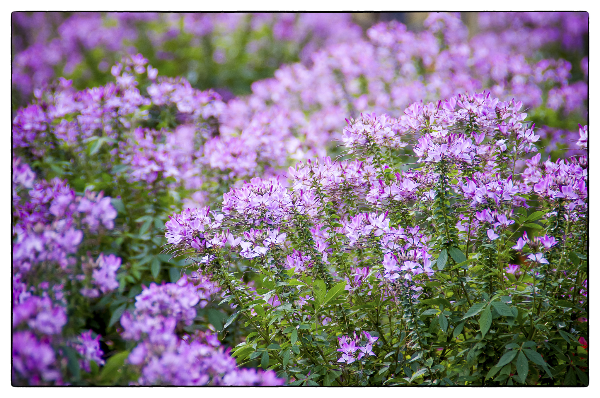 Pentax K-x + Tamron AF 18-200mm F3.5-6.3 XR Di II LD Aspherical (IF) Macro sample photo. Symphony in fuschia photography