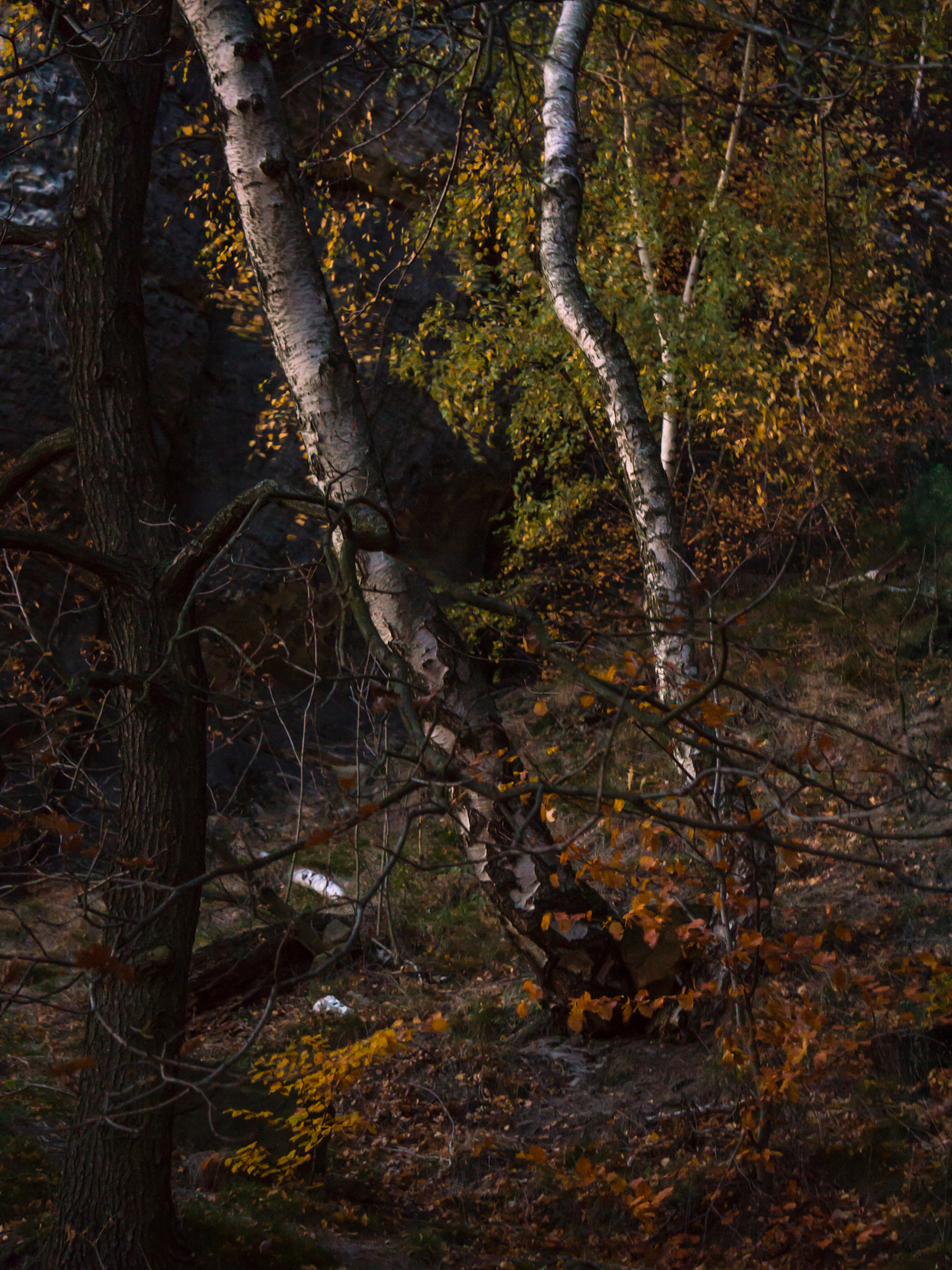 Sony Alpha NEX-6 + Sony E 55-210mm F4.5-6.3 OSS sample photo. Birches photography