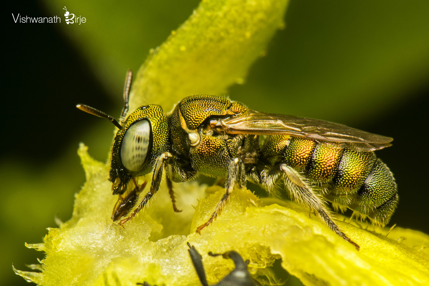 Nikon AF-S DX Micro-Nikkor 85mm F3.5G ED VR sample photo. Cuckoo wasp photography