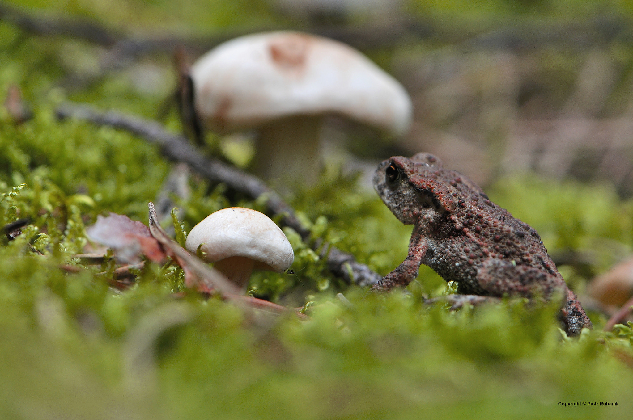 Nikon AF-S DX Micro-Nikkor 85mm F3.5G ED VR sample photo. Somewhere in the forest photography